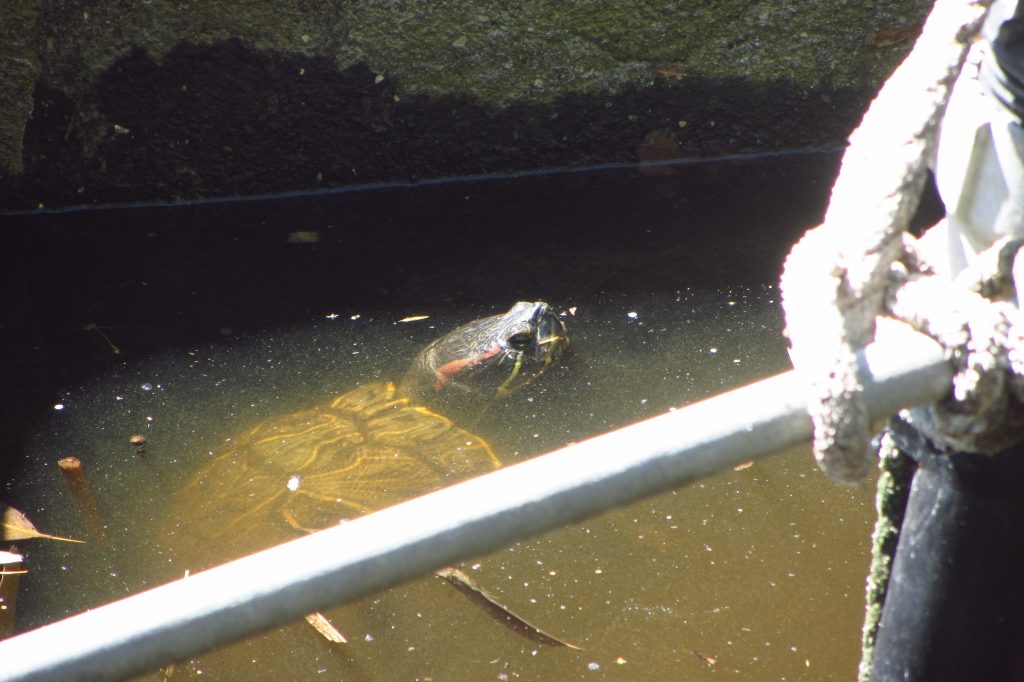 20200717_Trachemys-scripta-elegans_Giglio_BartoliniF.