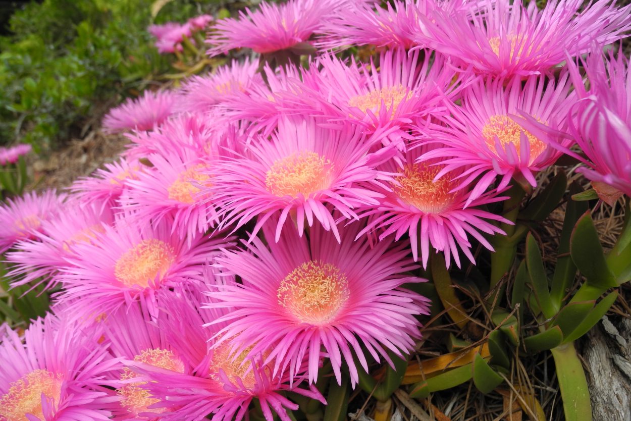 Carpobrotus fiore F.Giannini (8)