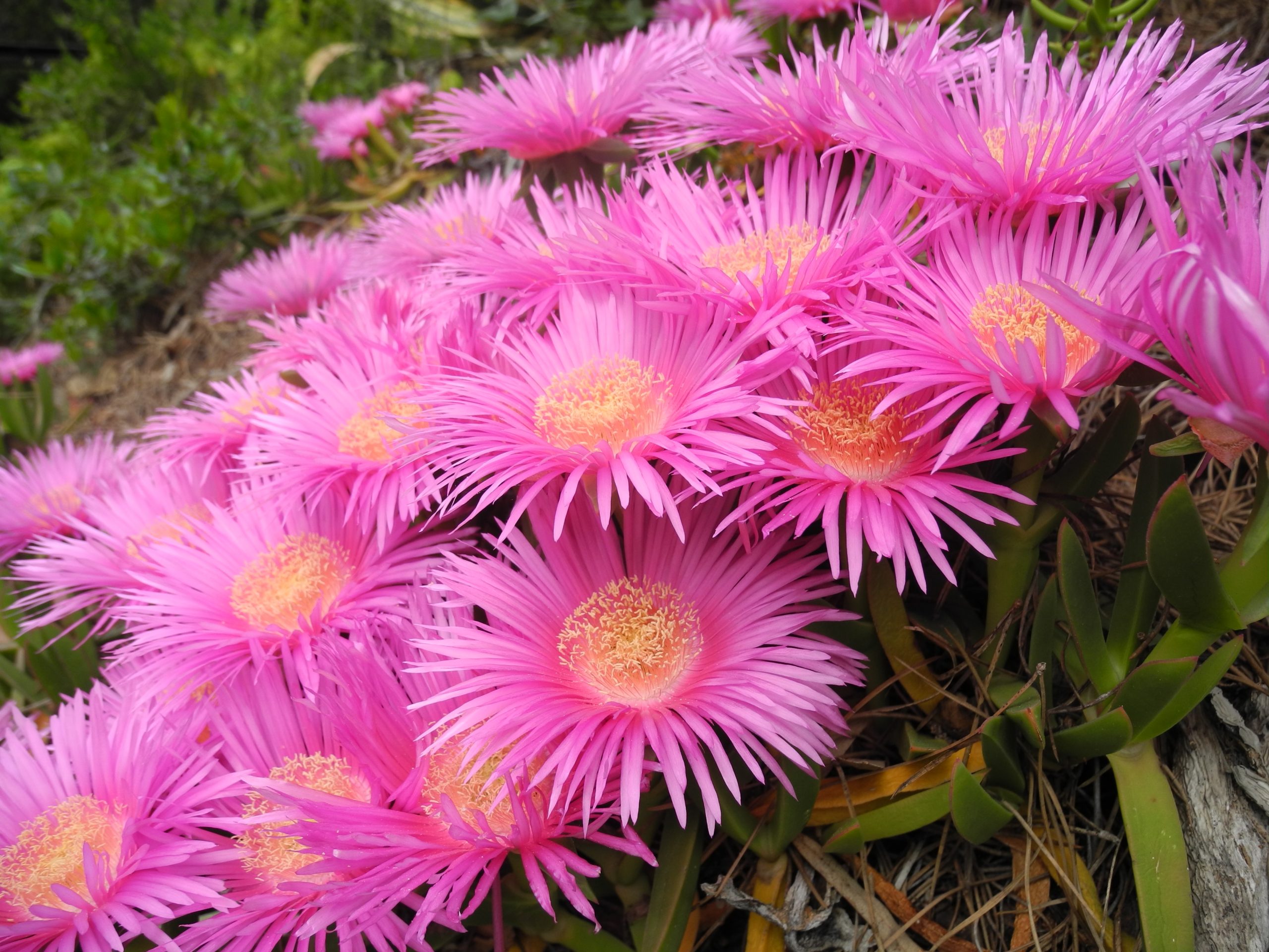 Carpobrotus fiore F.Giannini (8)