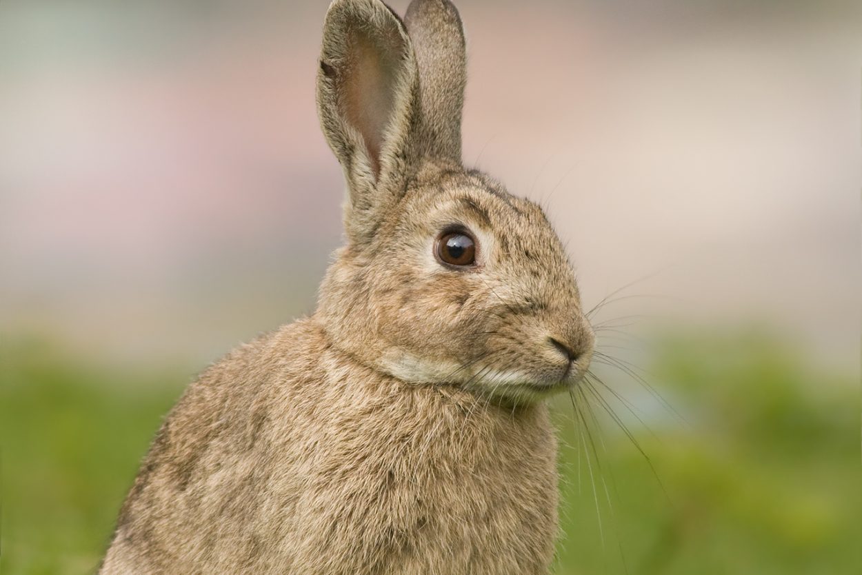 Oryctolagus_cuniculus_Tasmania_2-1