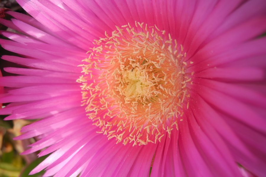 carpobrotus_fiore