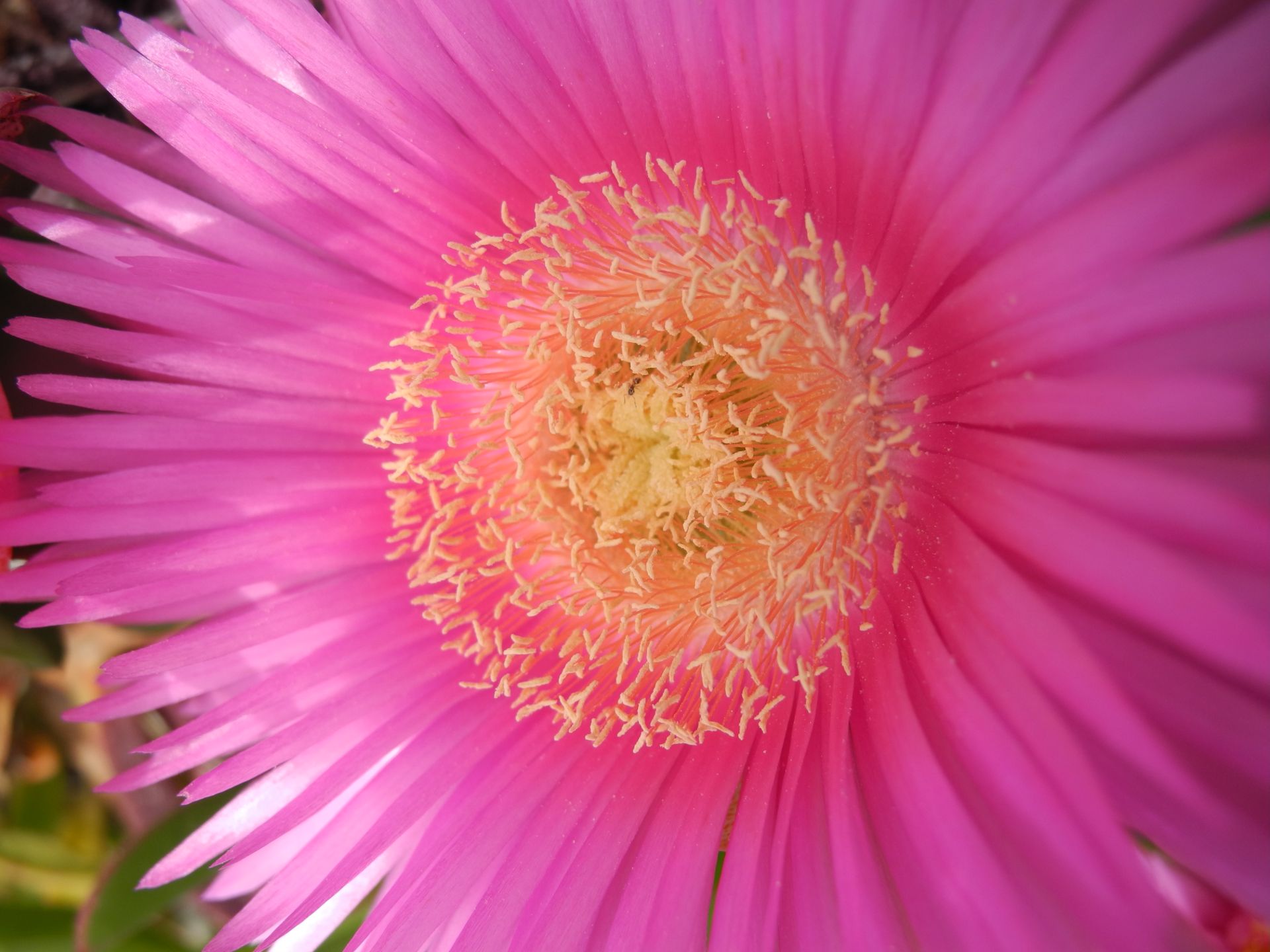 carpobrotus_fiore