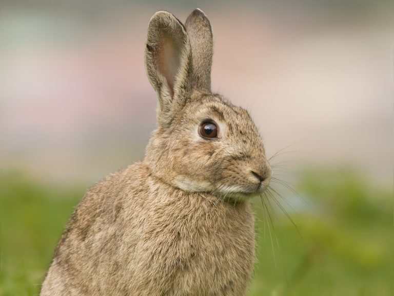 Oryctolagus cuniculus tasmania 2 1