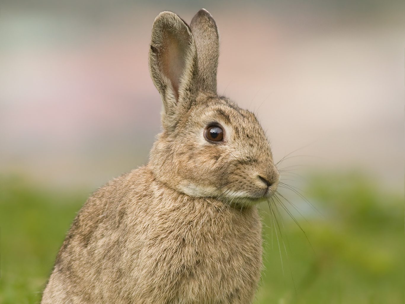 Oryctolagus cuniculus tasmania 2 1